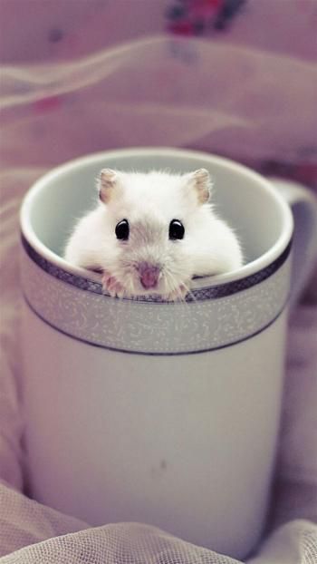 可爱超萌小奶猫电脑壁纸下载_高清桌面壁纸高清动物手机壁纸,可爱超萌小奶猫电脑壁纸下载_高清桌面壁纸图片,可爱超萌小奶猫电脑壁纸下载_高清桌面壁纸剧照