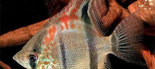 如何养护月光鱼——初学者指南（从选择环境到繁殖，养护月光鱼的全部指南）