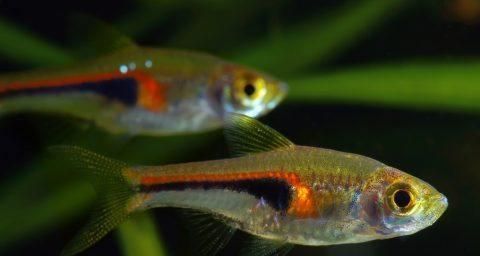 如何养护月光鱼——初学者指南（从选择环境到繁殖，养护月光鱼的全部指南）