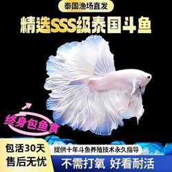 赛级泰国斗鱼超大婚纱尾纯白半月公观赏鱼热带鱼桌面宠物好养耐活