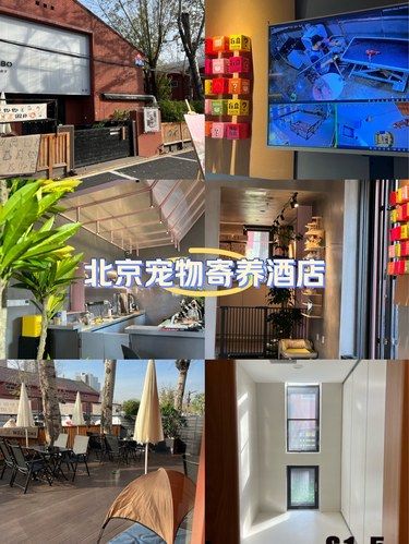 再也不用担心狗子寄养无聊啦！