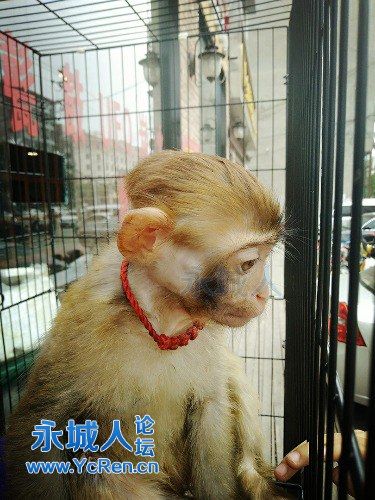 附近有萌宠宠物乐园
