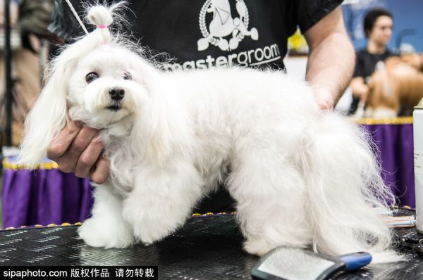 附近有萌宠宠物乐园