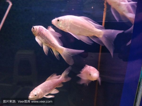 淡水哪里有卖鱼缸的市场啊：淡水鱼养殖的经济价值 鱼缸 第3张