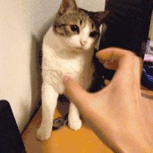 养猫要杜绝的 4 个行为,出现问题就迟了!