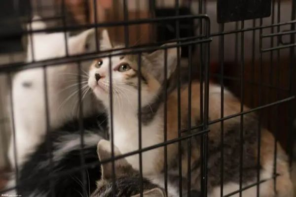 养猫要杜绝的 4 个行为,出现问题就迟了!