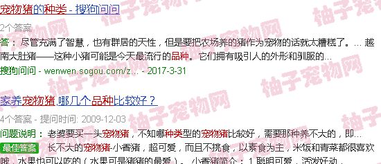宠物猪品种大全及图片