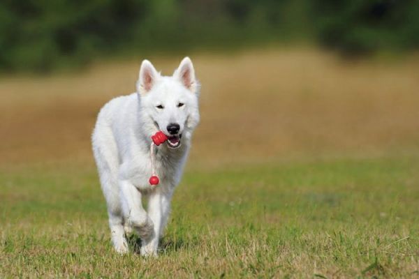 狗狗多久打一次狂犬疫苗好(狗狗狂犬疫苗接种频率及注意事项)