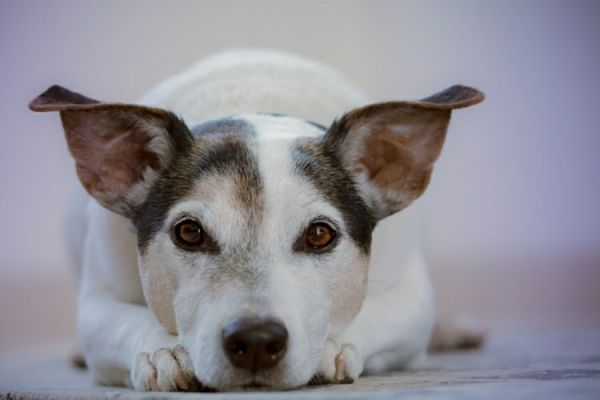 狗狗多久打一次狂犬疫苗好(狗狗狂犬疫苗接种频率及注意事项)