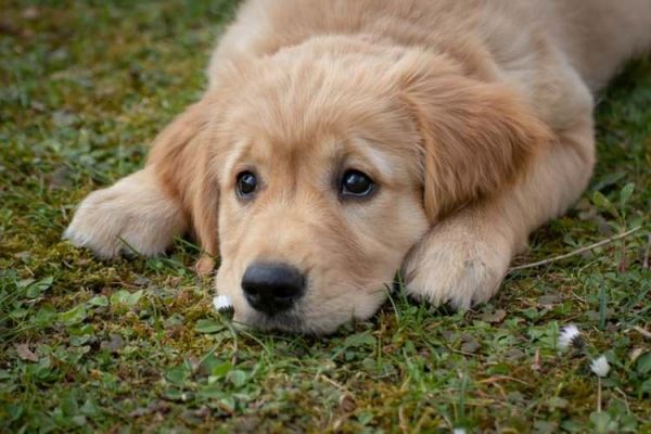 狗狗多久打一次狂犬疫苗好(狗狗狂犬疫苗接种频率及注意事项)