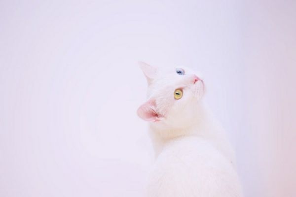 猫咪多久打一次疫苗(猫咪疫苗接种指南:频率与注意事项)