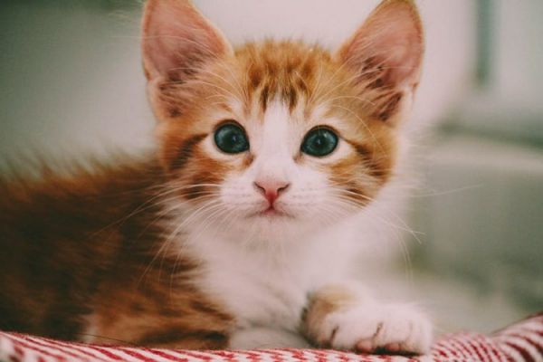 猫咪多久打一次疫苗(猫咪疫苗接种指南:频率与注意事项)
