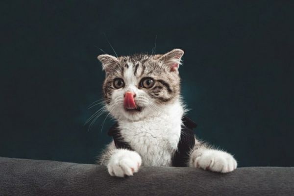 猫咪多久打一次疫苗(猫咪疫苗接种指南:频率与注意事项)