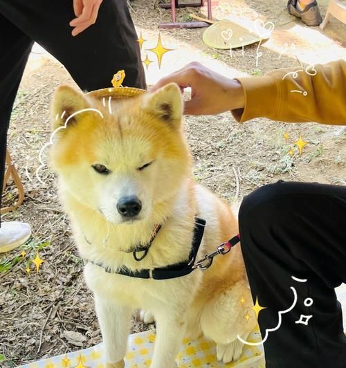以袖虎病狗攻略-犬趾间炎治疗全解（宠物常见疾病之一）
