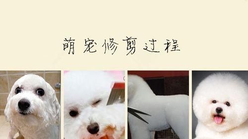 狗毛的颜色与品种特征（从金色到多彩）