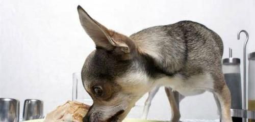 狗狗饮食之道——如何培养健康的饮食习惯