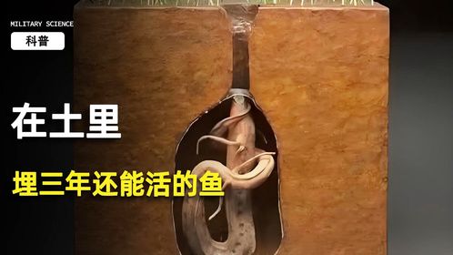 在土里埋三年还能活的鱼你见过吗？