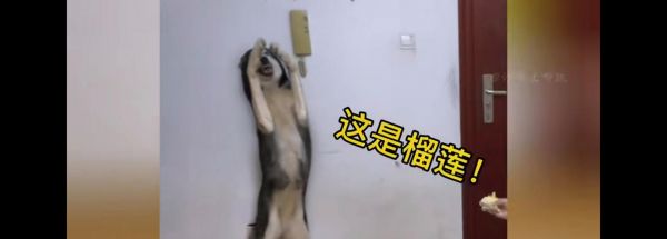 如何纠正狗狗吃便便的不良习惯（有效的方法与技巧，让宠物健康快乐）