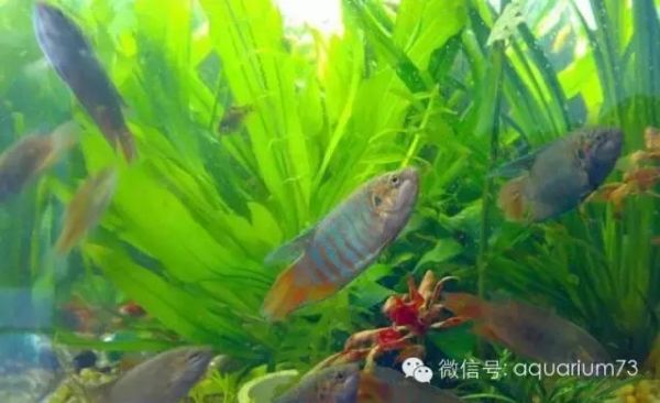 周末去野采吧！详细介绍几种好看的中国原生鱼