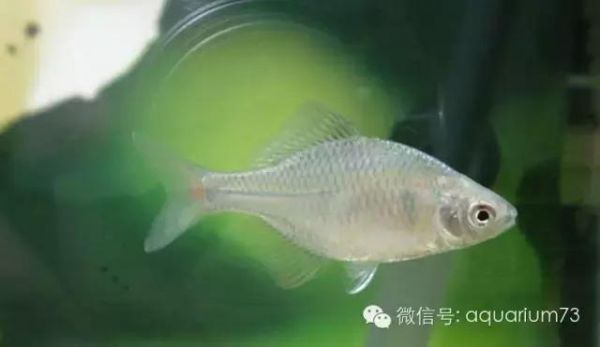周末去野采吧！详细介绍几种好看的中国原生鱼