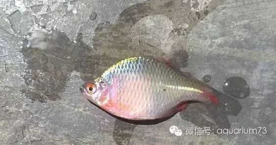 周末去野采吧！详细介绍几种好看的中国原生鱼