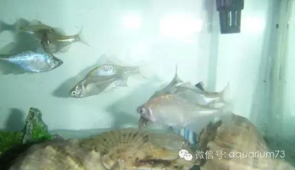 周末去野采吧！详细介绍几种好看的中国原生鱼