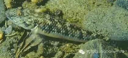 周末去野采吧！详细介绍几种好看的中国原生鱼