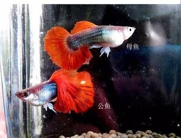 红肚凤凰鱼公母区分图,凤凰球鱼公母对照图