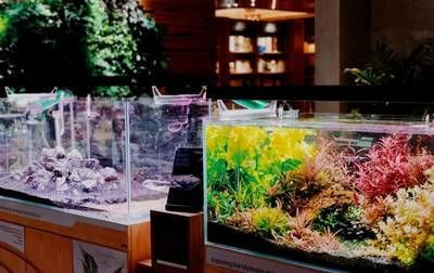 超大型鱼缸造景设计效果图：超大型鱼缸设计效果图 鱼缸 第3张