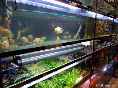 大型鱼鱼缸造景图：关于大型鱼缸造景 鱼缸 第4张