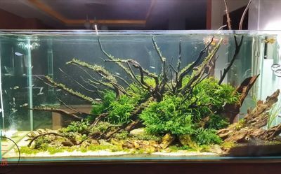 70厘米高鱼缸造景：70厘米高的鱼缸造景需要注意什么？ 鱼缸 第3张