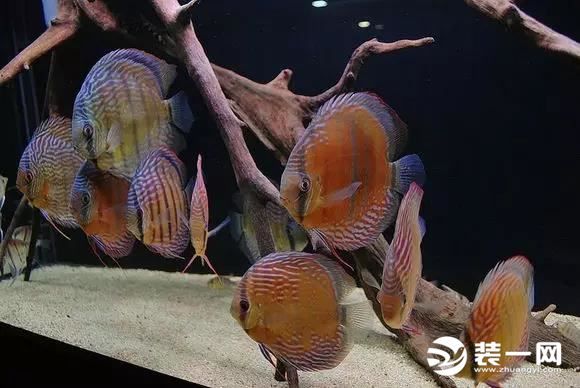 小型鱼缸造景效果图实例