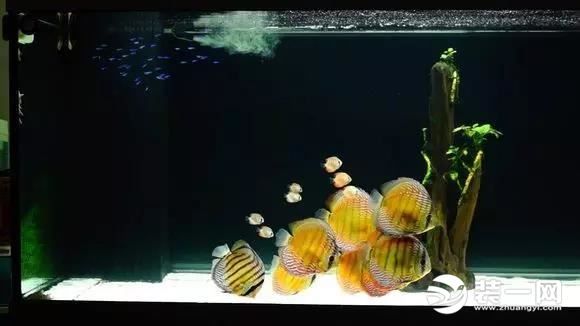 小型鱼缸造景图片实例 