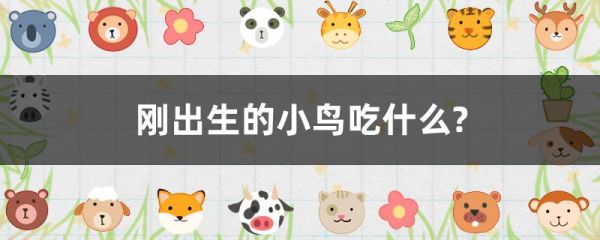 刚出生的小鸟吃什么?