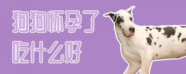 狗狗怀孕了吃什么好