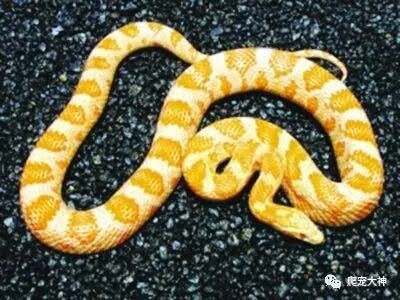 玉米蛇的饲养方法