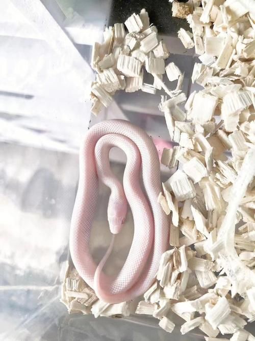 新手宠物蛇知识介绍（宠物蛇科普）