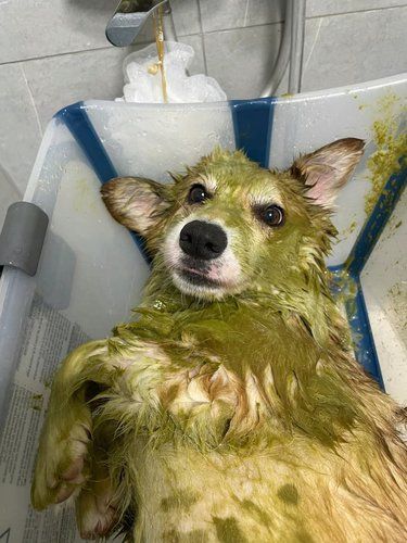 洗狗吧 一洗一个不吱声