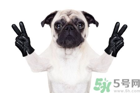狗狗吃什么最好？狗狗不能吃的食物有哪些？