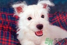 狗狗吃什么最好？狗狗不能吃的食物有哪些？