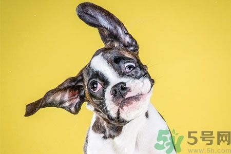 狗狗吃什么最好？狗狗不能吃的食物有哪些？