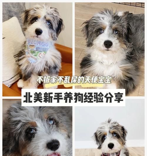 两个月狗狗的饮食指南（让你的小狗健康成长）