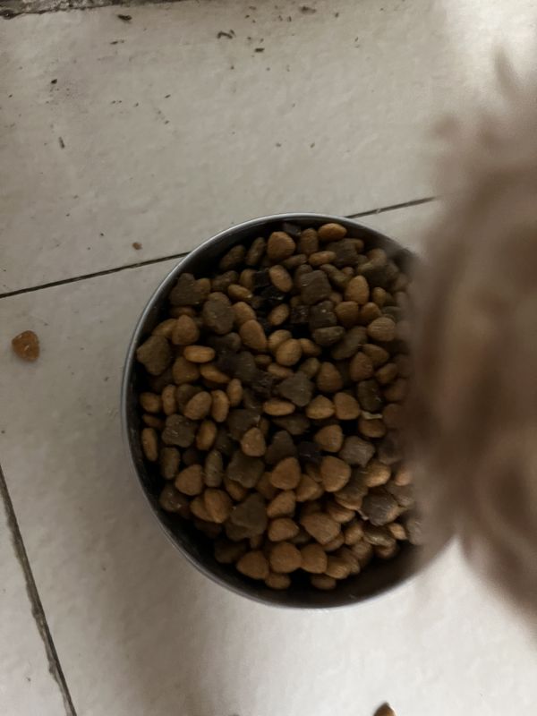 麦富迪狗粮牛肉双拼系列大中小通用型成犬粮 泰迪 比熊贵宾 柯基 金毛 边牧 哈士奇 适用全犬贵宾|泰迪专用粮2kg晒单图