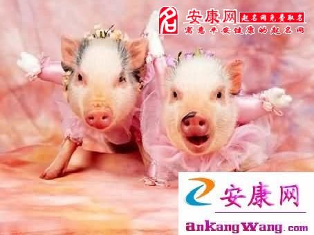 深圳猪猪萌宠乐园，与萌宠共享欢乐时光