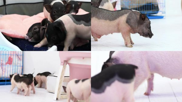 宠物互动撸猪拍照体验馆