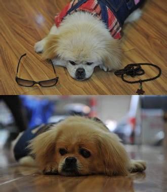 宠物狗狗救主人，感人故事看哭网友