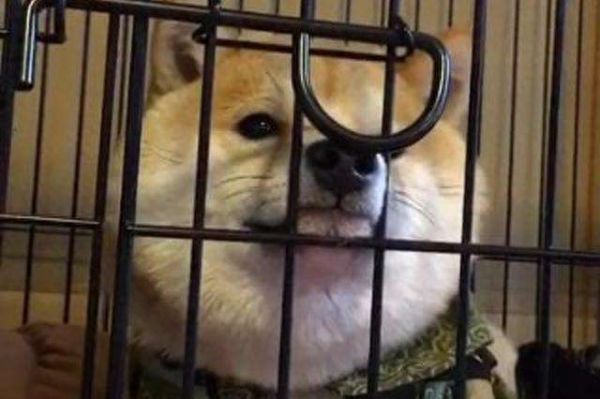 柴犬怎么训练大小便,4招搞定柴犬随地大小便