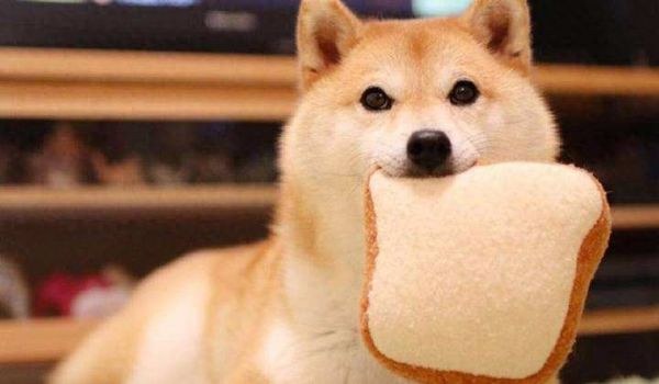 柴犬怎么训练大小便,4招搞定柴犬随地大小便