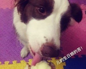 宠物蛋糕的做法步骤 第6步