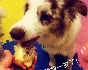 宠物蛋糕的做法步骤 第7步